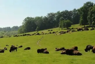 Parc canadien Rêves de bisons