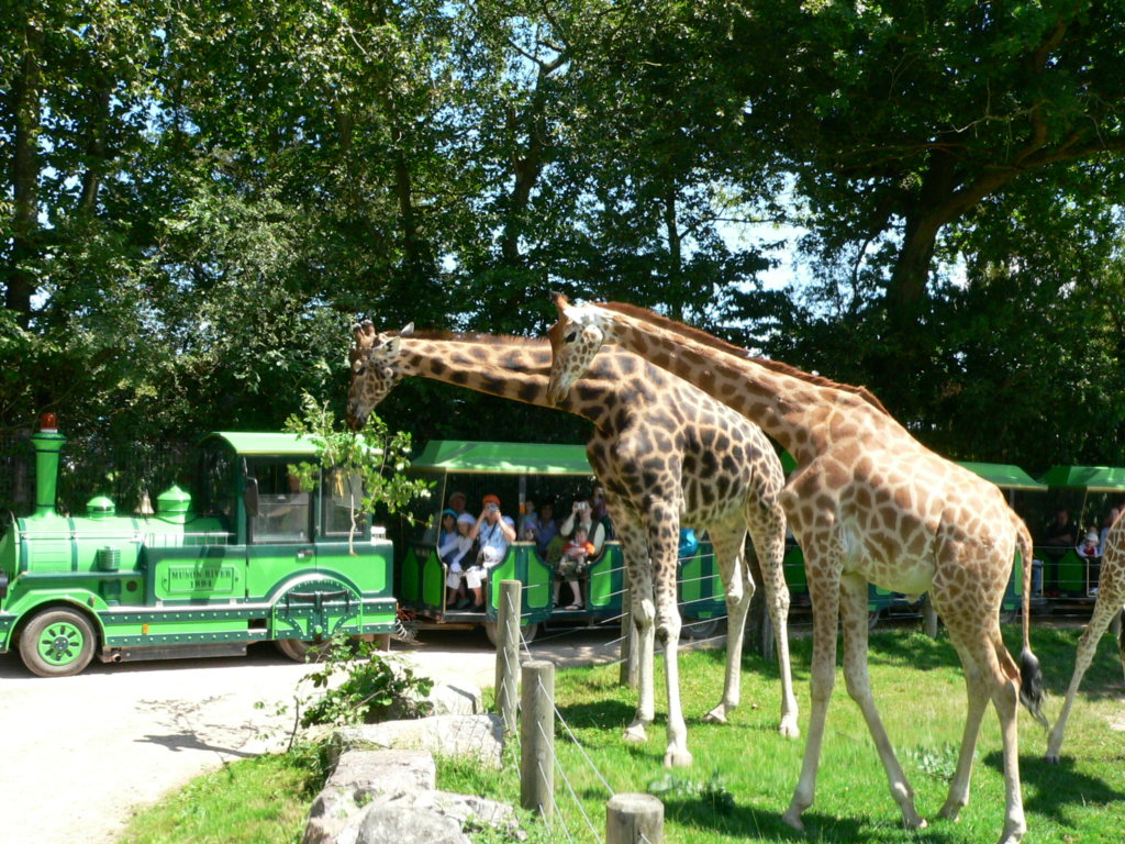 safari girafe cerza