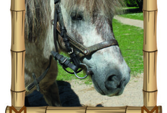 Parc animalier Saint Martin