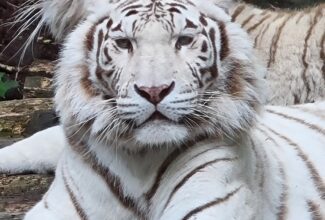 Zoo de Jurques