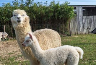 Parc animalier d’Ecouves